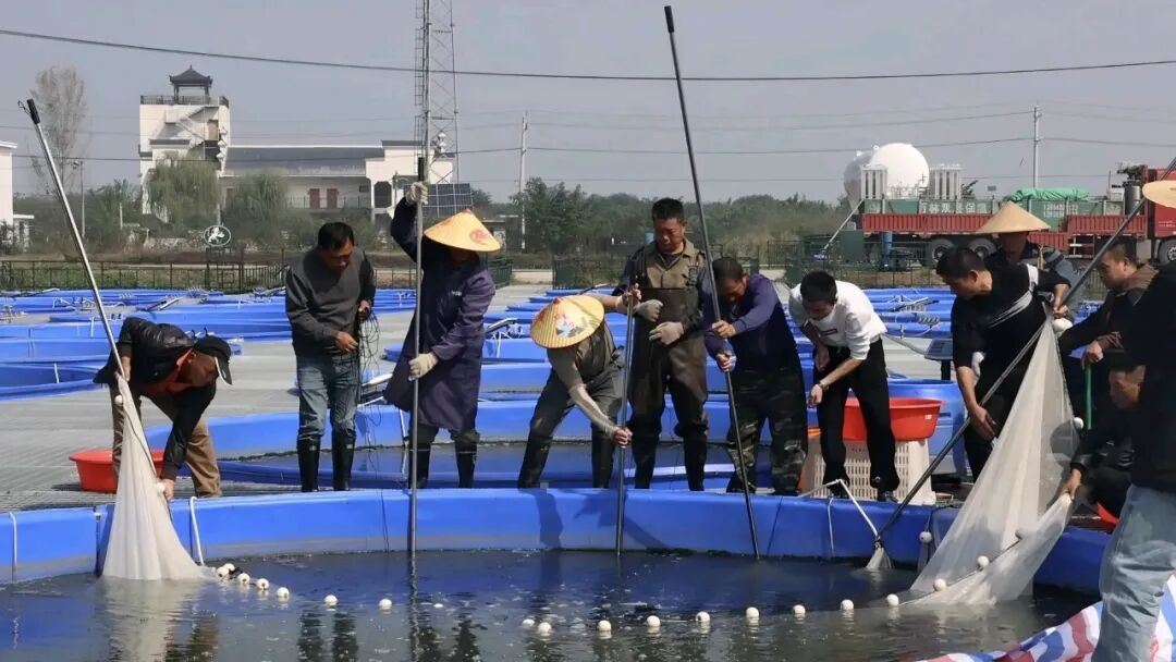 【岳阳日报推介】君山鲈鱼“破圈”上海！叮咚买菜锁鲜送达