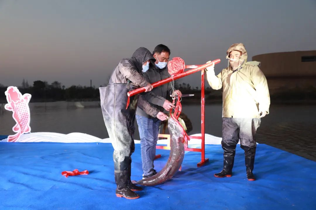 濠河“起鱼节” 72斤鱼王拍出22800元!